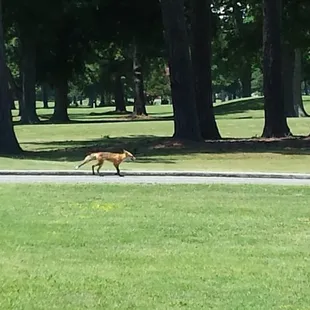 A fox taking a stroll down the cart path.