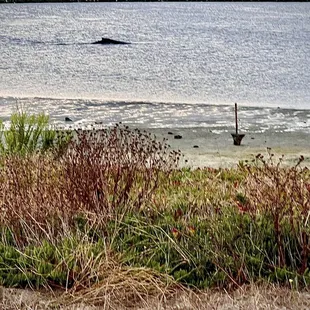 Pillar the whale inside the Breakwater as seen from OceanCiders in September 2024
