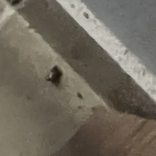 Dead bugs, mold, and droppings