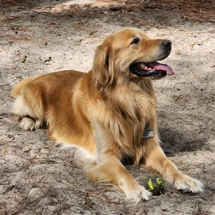Take an a break with his ball.