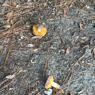 Some type of mushroom thing that is randomly growing in the dog park.