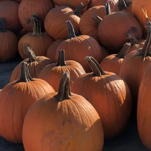 a large pile of pumpkins