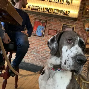 a dog sitting on a chair