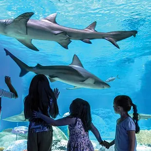 OdySea Aquarium at Arizona Boardwalk