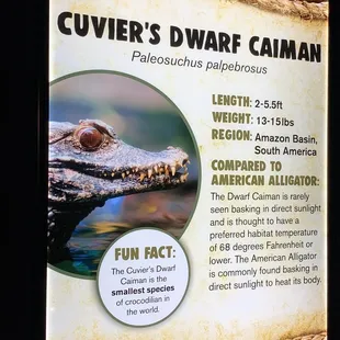 CUVIER'S DWARF CAIMAN