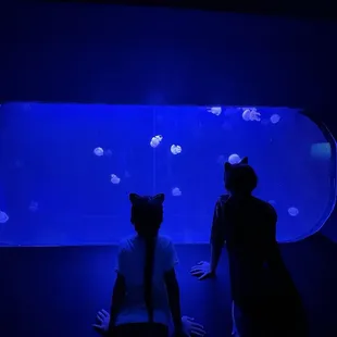 Jelly Fish Tank