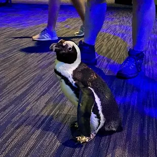 And a penguin on walk-about who stole my heart!
