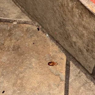 Roach under table