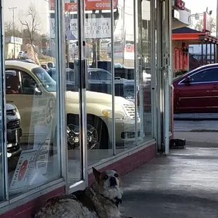 Loyal dog patiently waiting for BBQ.