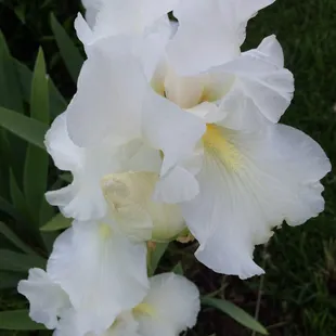 This Spring the irises were truly amazing! Bennington has an Iris Festival.