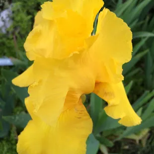 Absolutely A Yellow Beauty