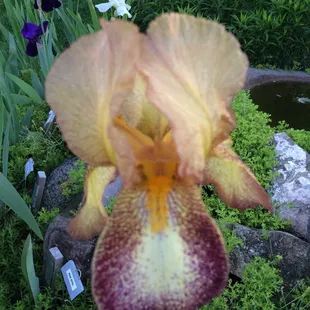 Do you know the names who lived in the area of Bennington and have an Iris named after them?