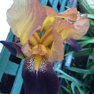 Amazing deep colors in this flower!