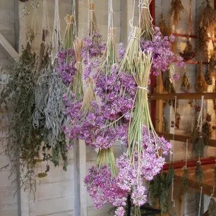 Herbs Drying in drying shed