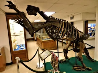 Orton Geological Museum