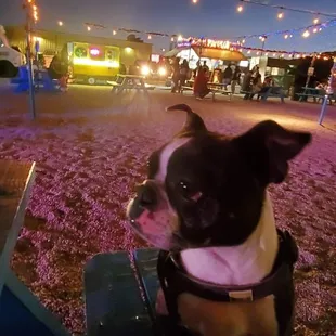 a dog wearing a bandana