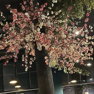 Cherry blossoms