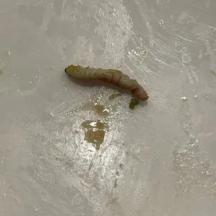a worm on a plate