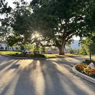 the sun shining through the trees