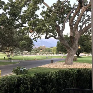Partial view from the ojai valley inn "the Oak" restaurant in the early evening