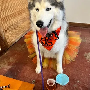 a dog wearing a tutu
