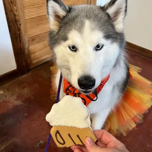 a dog wearing a tutu and holding a piece of cake