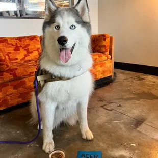 a husky dog with a beer