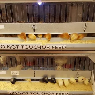 Several breeds of chicken for sale