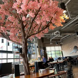 Cherry blossom tree