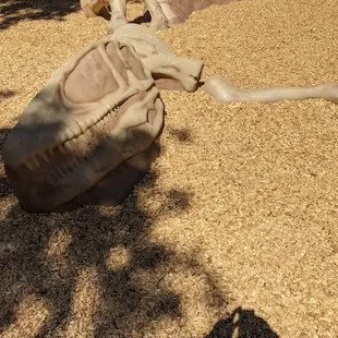 Dino balance training