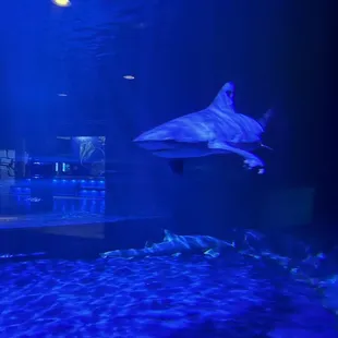 Bull shark with growth on its pectoral fin