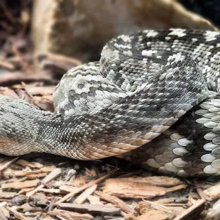 Snake at Herpetarium