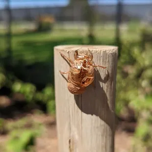 Cicada cocoons near the big cats