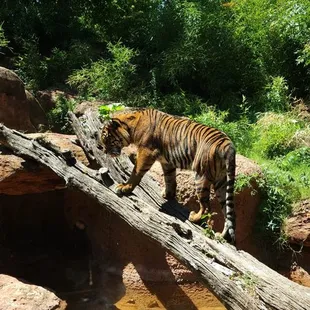 Do the chickens have talons?