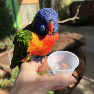 Lorikeet feeding . It's very fun. They will sit all over you . They are beautiful