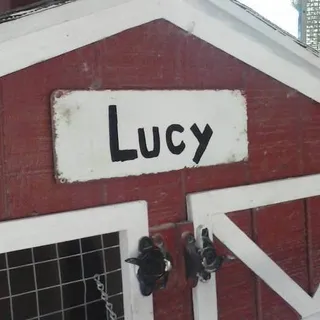 Lucy D.