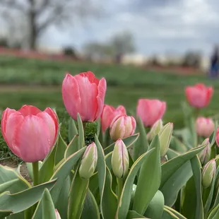 Tulips