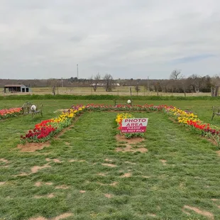 There was a photo area so you can't pick the flowers here. Such a brilliant idea!