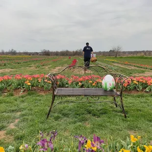 The husband's into picking tulips while I'm into taking photos ... there he goes running off with a basket to choose his blooms ... lol