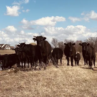 a herd of cattle in a field