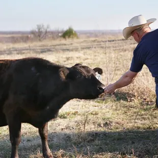 a man feeding a cow