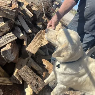 River loooooooves his wood!!