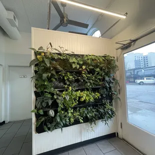 Interior Plant Wall