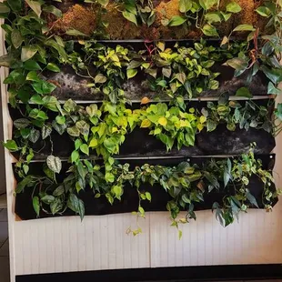a wall of plants