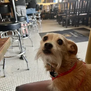 Pup-friendly pub