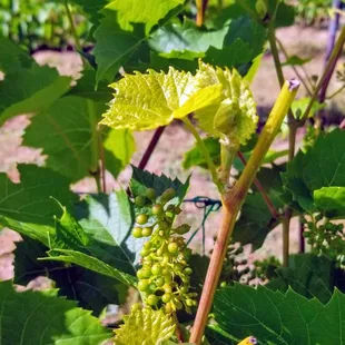 Some grapes growing