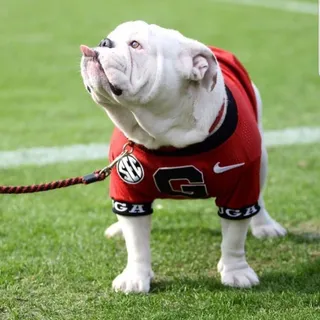 Uga D.