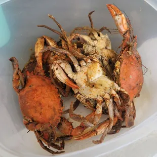 two crabs in a plastic container