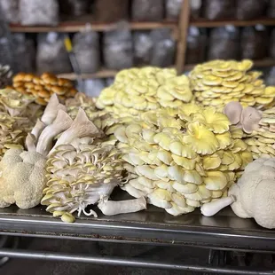 a variety of mushrooms