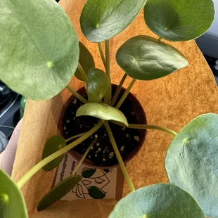 Money plant  I was able to get this weekend. Very decent price and looks well cared for.